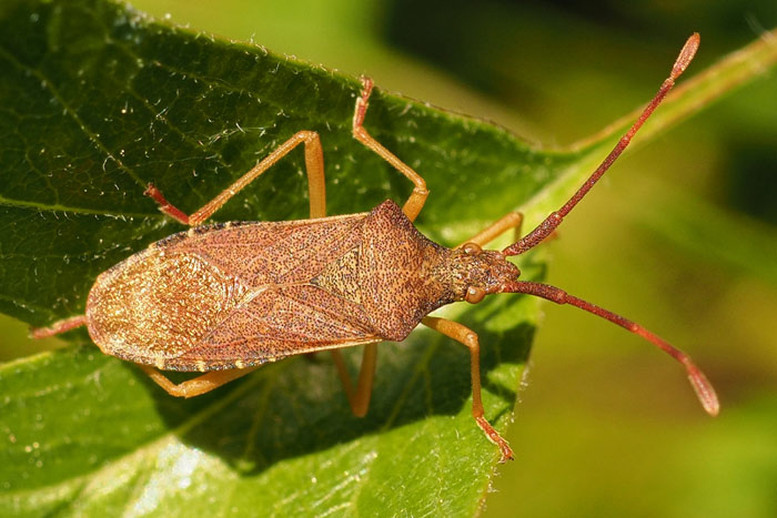 Braune Randwanze, Gonocerus acuteangulatus